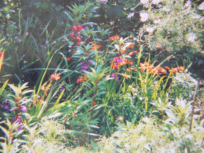 crocosmia,copacei,cosmos - 2  flori 2009