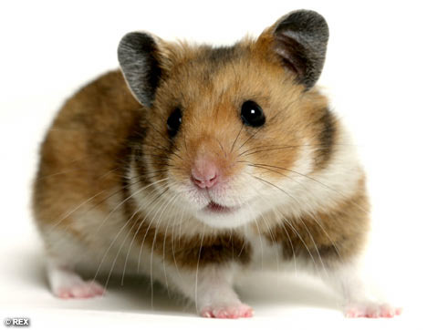 hamster - magazin de animale