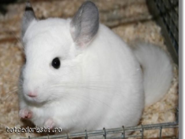 chinchilla - magazin de animale