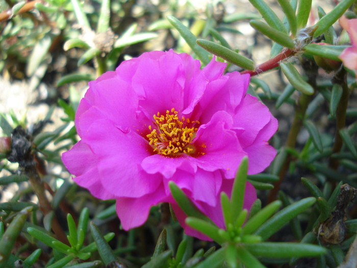 Portulaca, double pink; minimundus.at.
