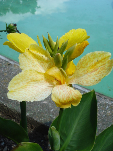 Yellow Canna; minimundus.at.
