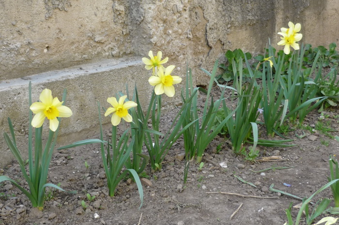 narcise galbene cu clopotel la Gaby in curte - Narcise