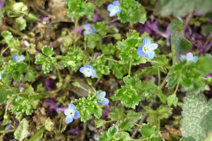 nu ma uita salbatica