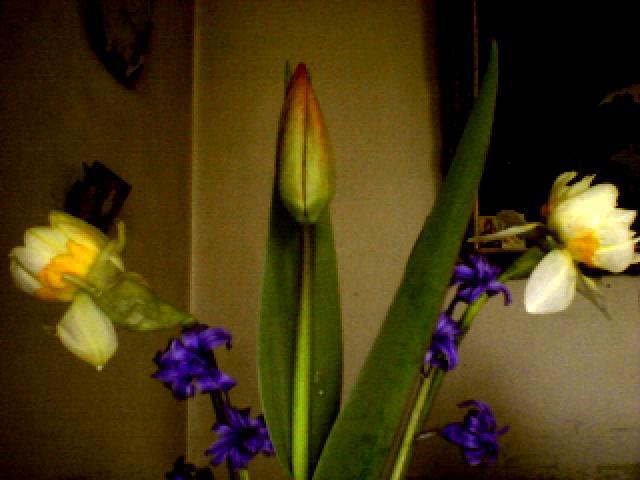 flori de primavara din gradina noastra