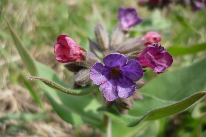 floarea tigancii - Toporasi