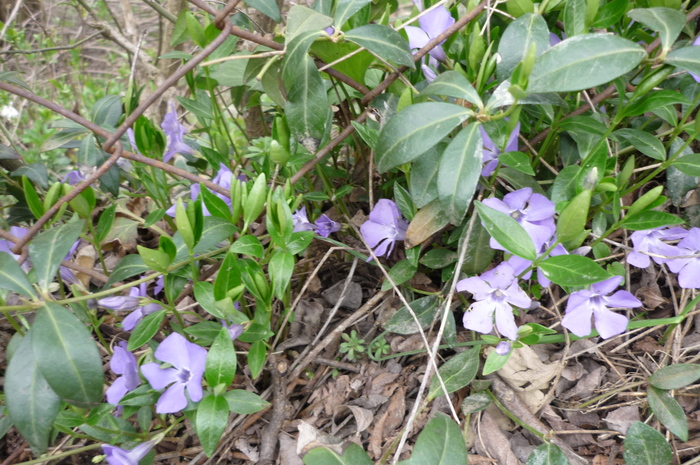 vinca - Toporasi