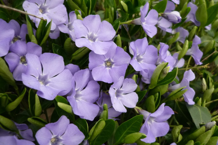 vinca