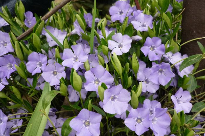 vinca - Toporasi