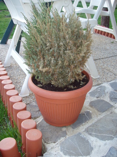 Juniperus -l-am pierdut - TERASA 2010