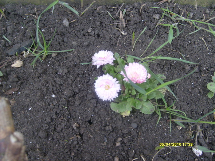 banutei - gradina mea 2010