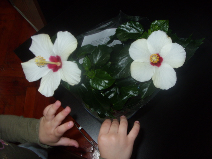 HIBI PRIMIT DE 8 MARTIE - FLORI 2010