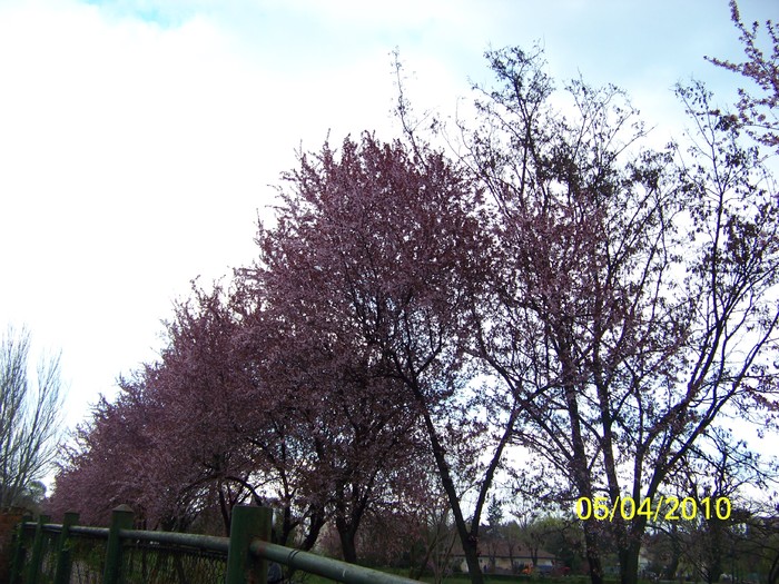 100_4427 - A doua zi de PASTI Timisoara 2010