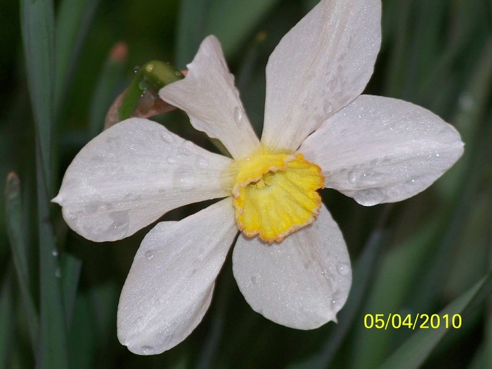 100_4511 - A doua zi de PASTI Timisoara 2010