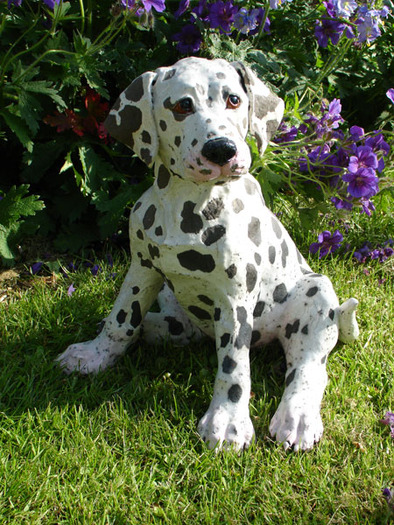 dalmatian