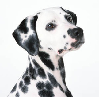 dalmatian