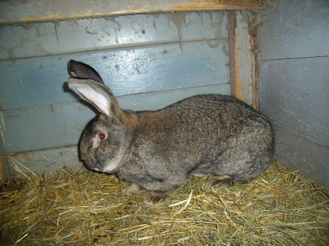 P3260762 - iepuri si pasari de rasa 2010