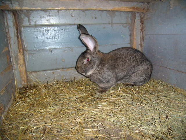 P3260764 - iepuri si pasari de rasa 2010
