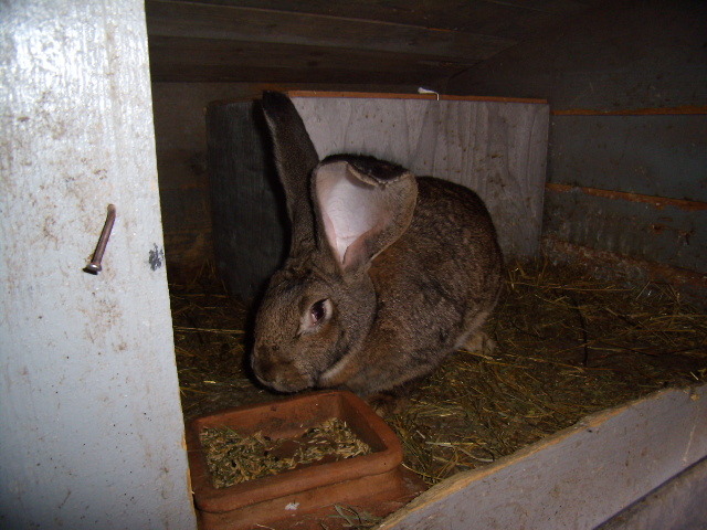 P3260765 - iepuri si pasari de rasa 2010