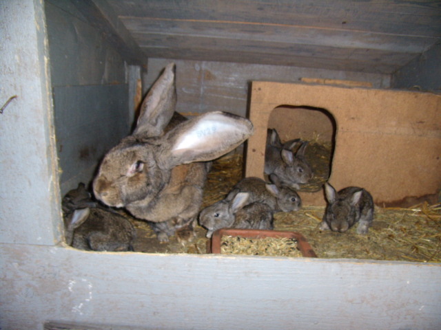 P3260771 - iepuri si pasari de rasa 2010