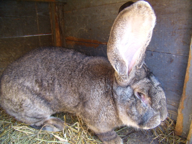 P3260781 - iepuri si pasari de rasa 2010