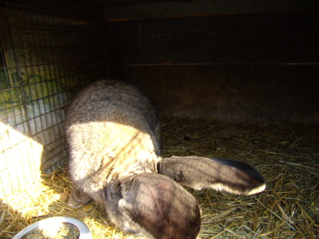 P3260783 - iepuri si pasari de rasa 2010