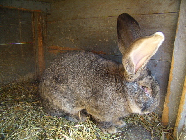 P3260784 - iepuri si pasari de rasa 2010