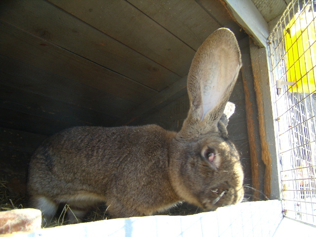 P3260786 - iepuri si pasari de rasa 2010