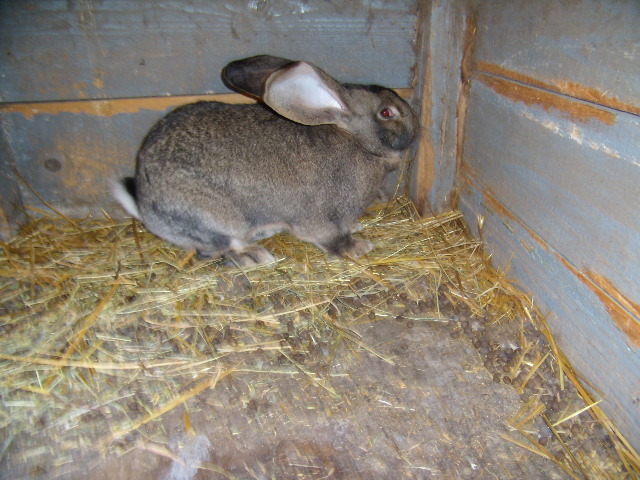 P3260789 - iepuri si pasari de rasa 2010