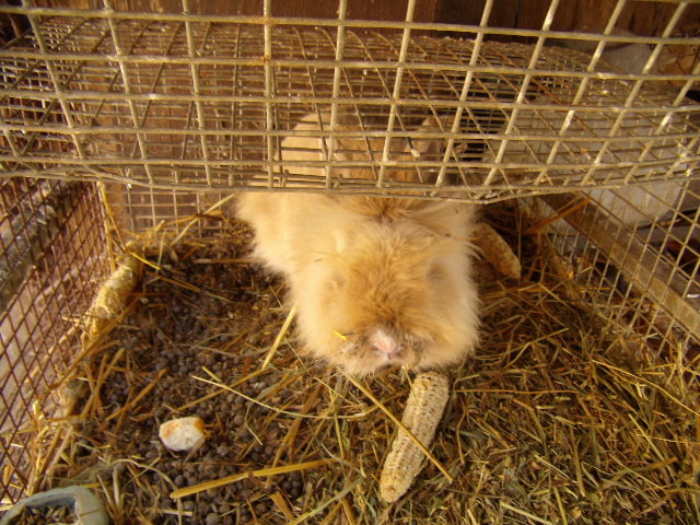 P3260809 - iepuri si pasari de rasa 2010