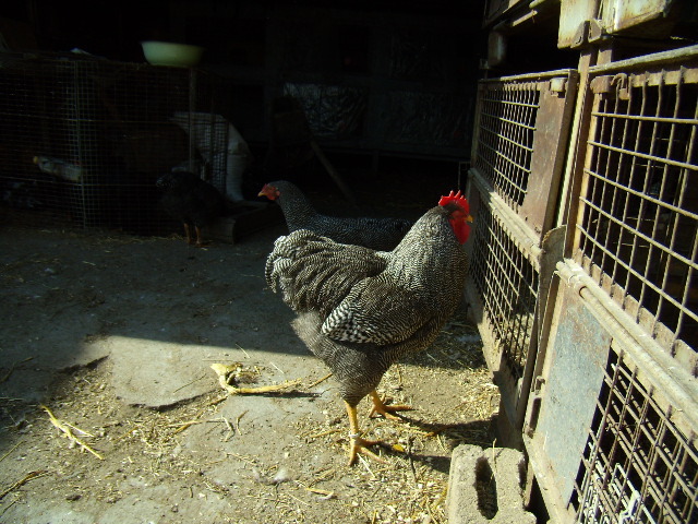 P3210677 - iepuri si pasari de rasa 2010