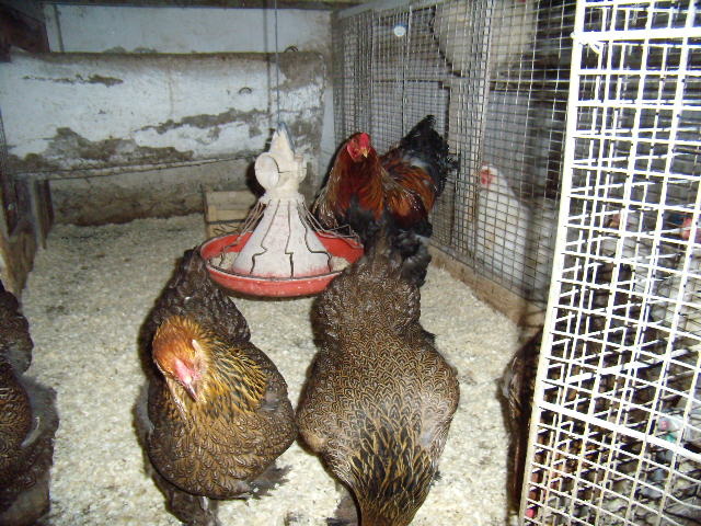 P3210703 - iepuri si pasari de rasa 2010