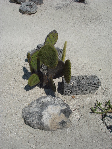 sahara; minimundus.at.
