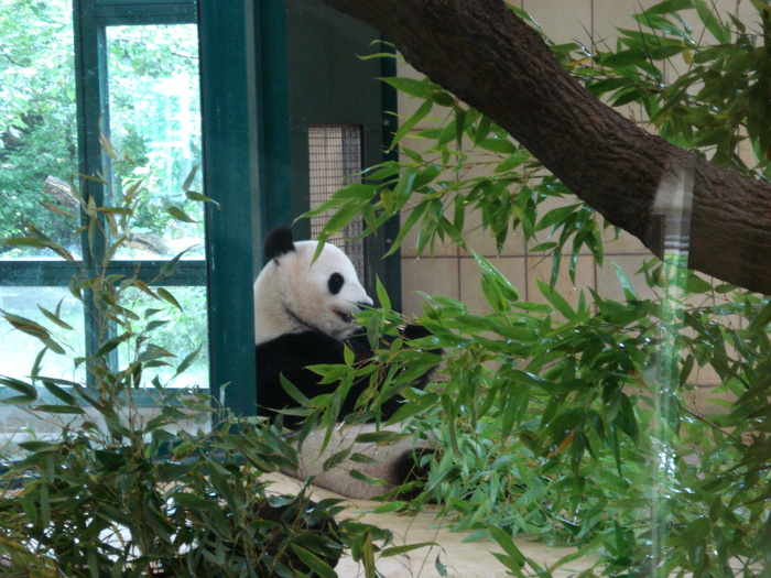 Giant Panda (2009, June 27) - Schonbrunn Zoo Viena