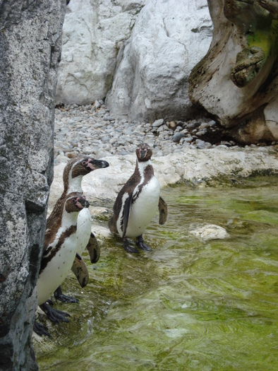 African Penguins (2009, June 27); Spheniscus demersus.
