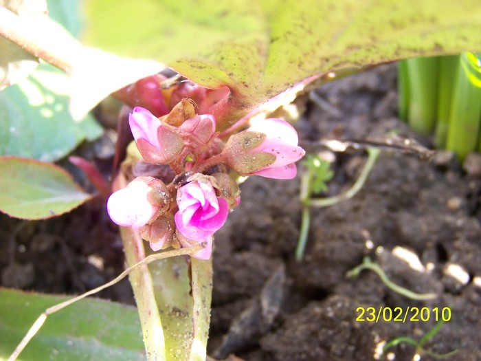 100_0682 - Bergenia