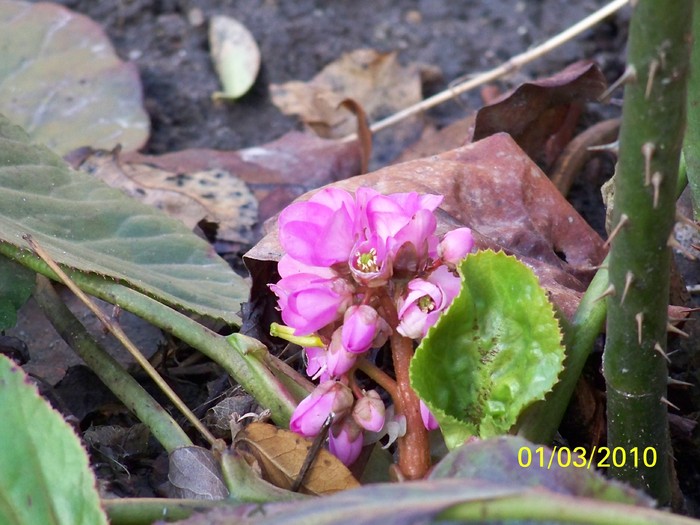 100_1123 - Bergenia