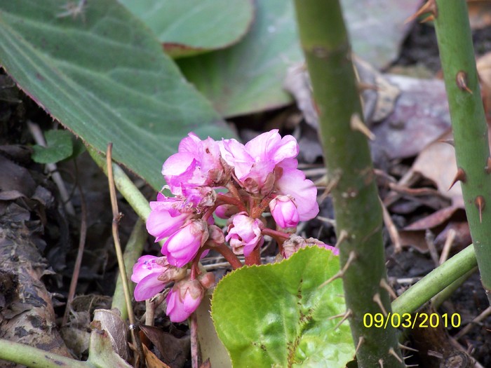 100_1521 - Bergenia