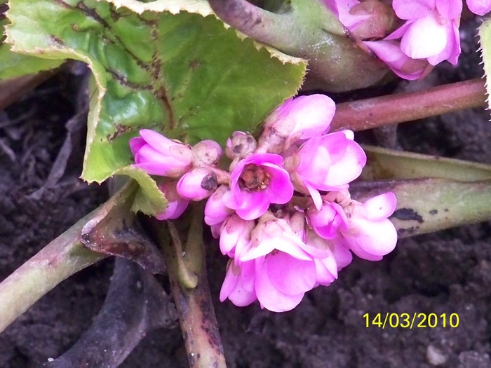 100_1864 - Bergenia