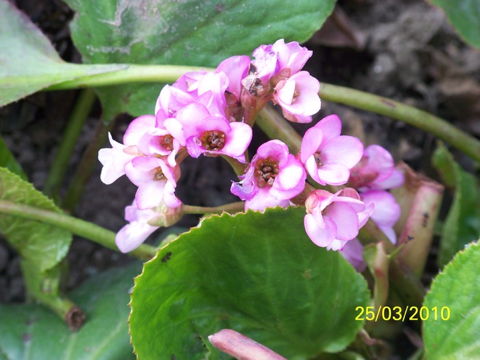 100_3108 - Bergenia