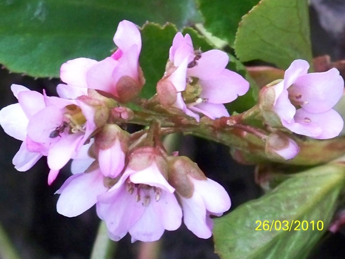 100_3229 - Bergenia