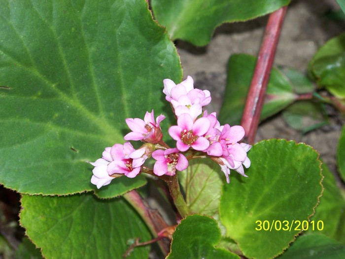 100_3707 - Bergenia