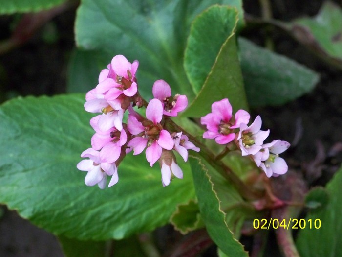 100_4205 - Bergenia