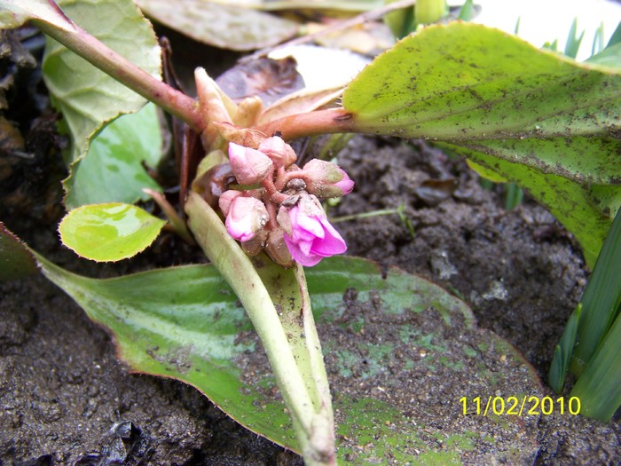 100_9827 - Bergenia