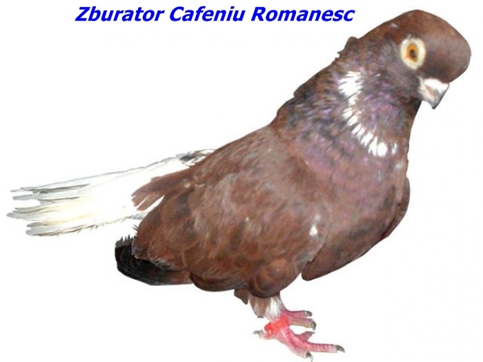 cafeniuromanesc1