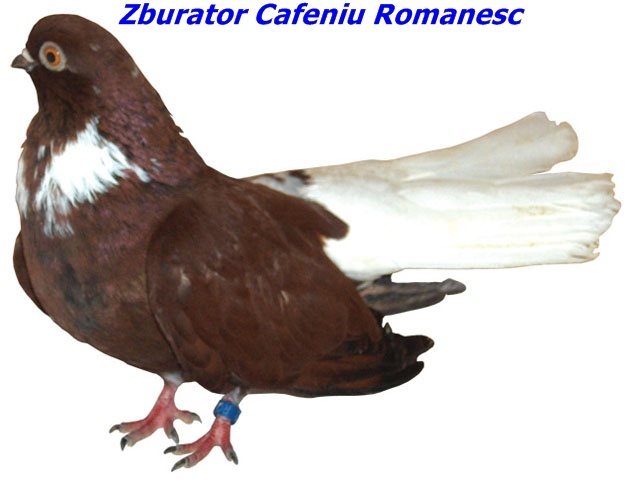 cafeniuromanesc2 - Rase de Porumbei din Romania