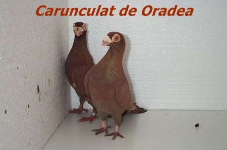 carunculat1