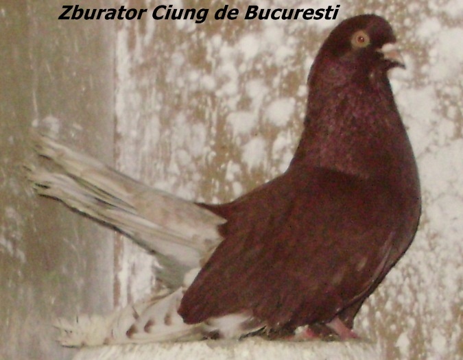 ciungdebuc3 - Rase de Porumbei din Romania