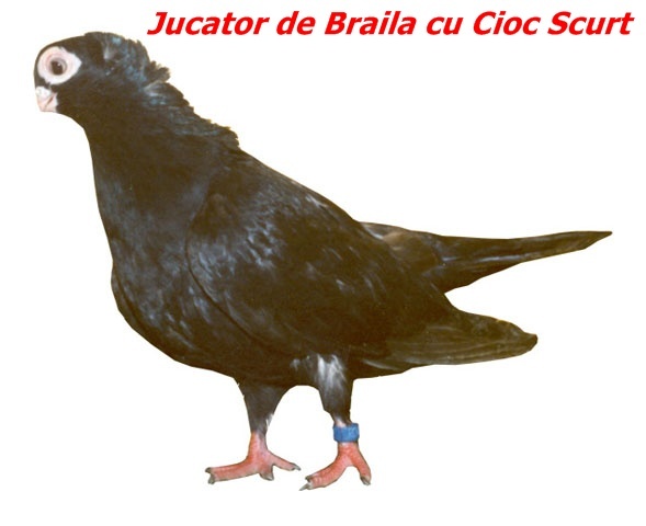 jucdebrailascurt2