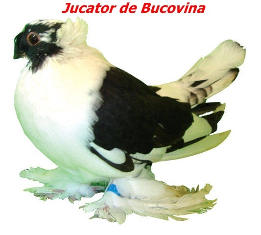 jucdebucovina