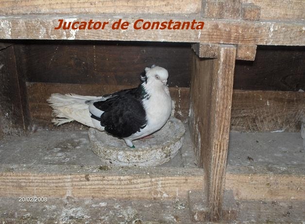 jucdeconstanta2 - Rase de Porumbei din Romania